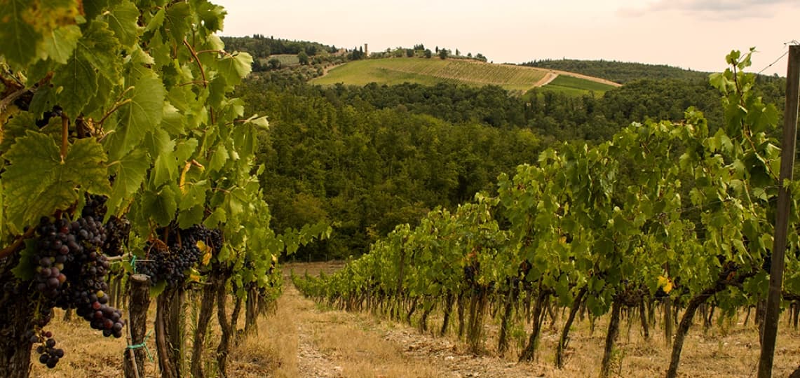 The Sangiovese rows of Cortine